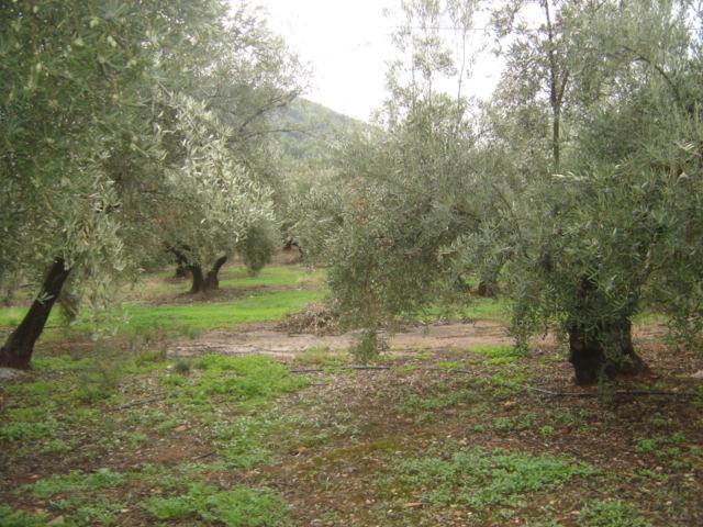 Country Property for sale in Segura de la Sierra