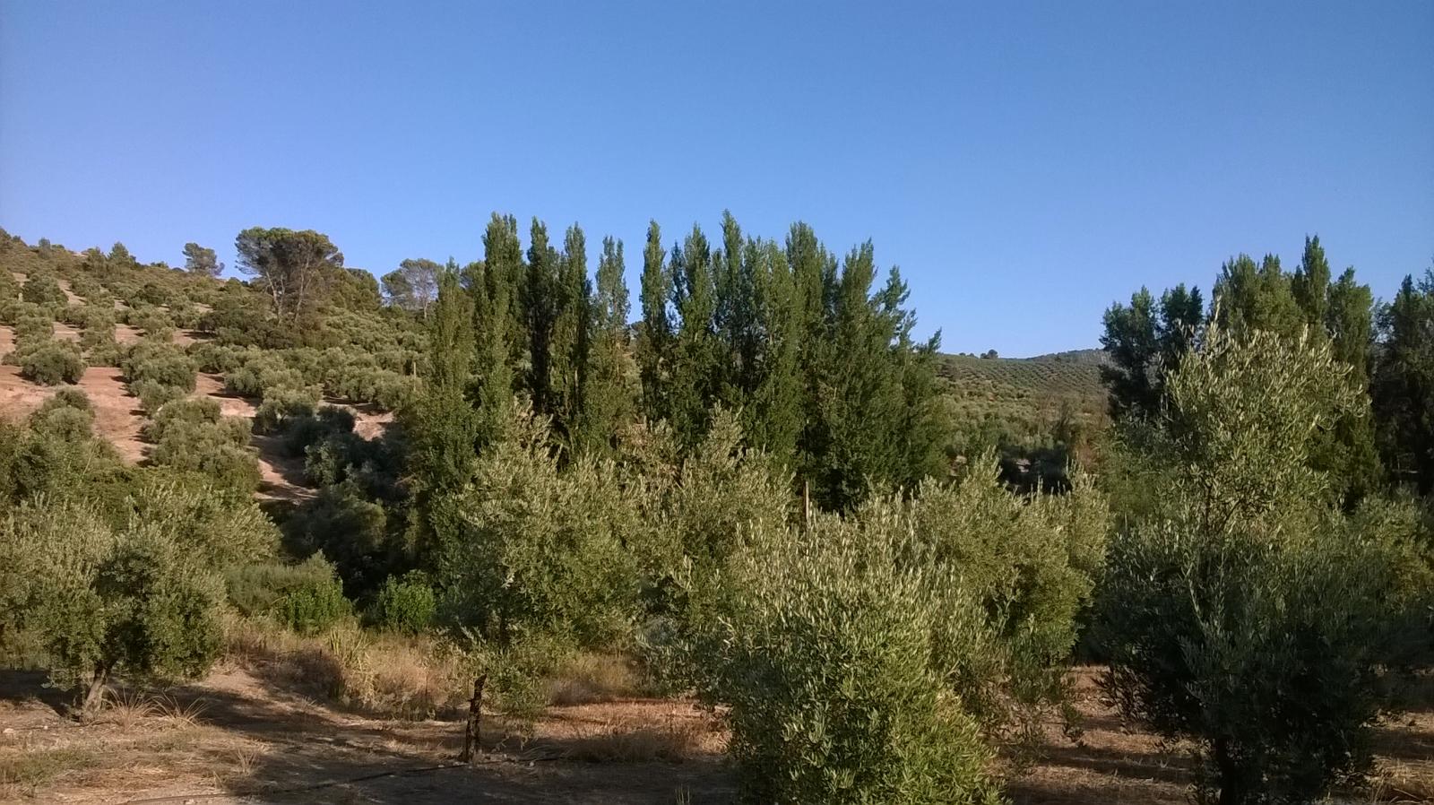 Maison en vente à Villacarrillo