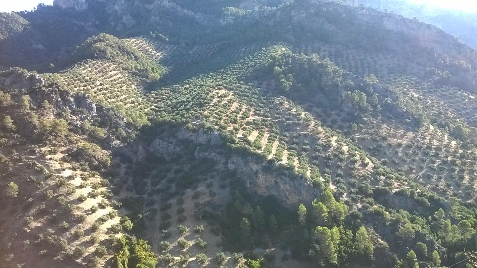 Finca en venta en Villacarrillo