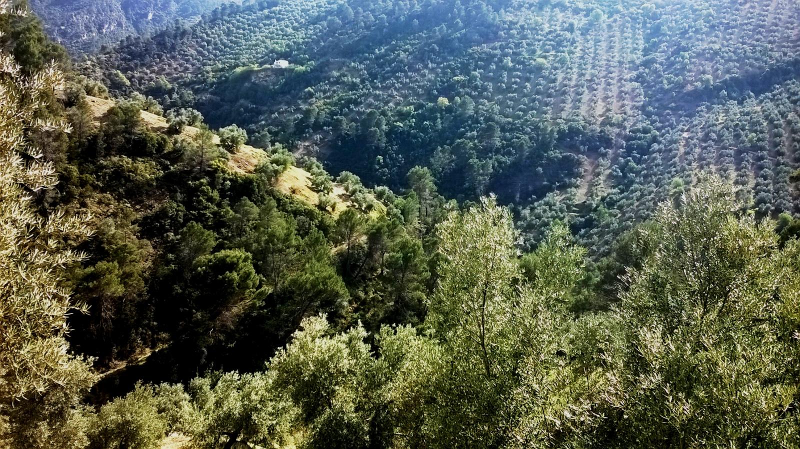 Parcelle en vente à Villacarrillo