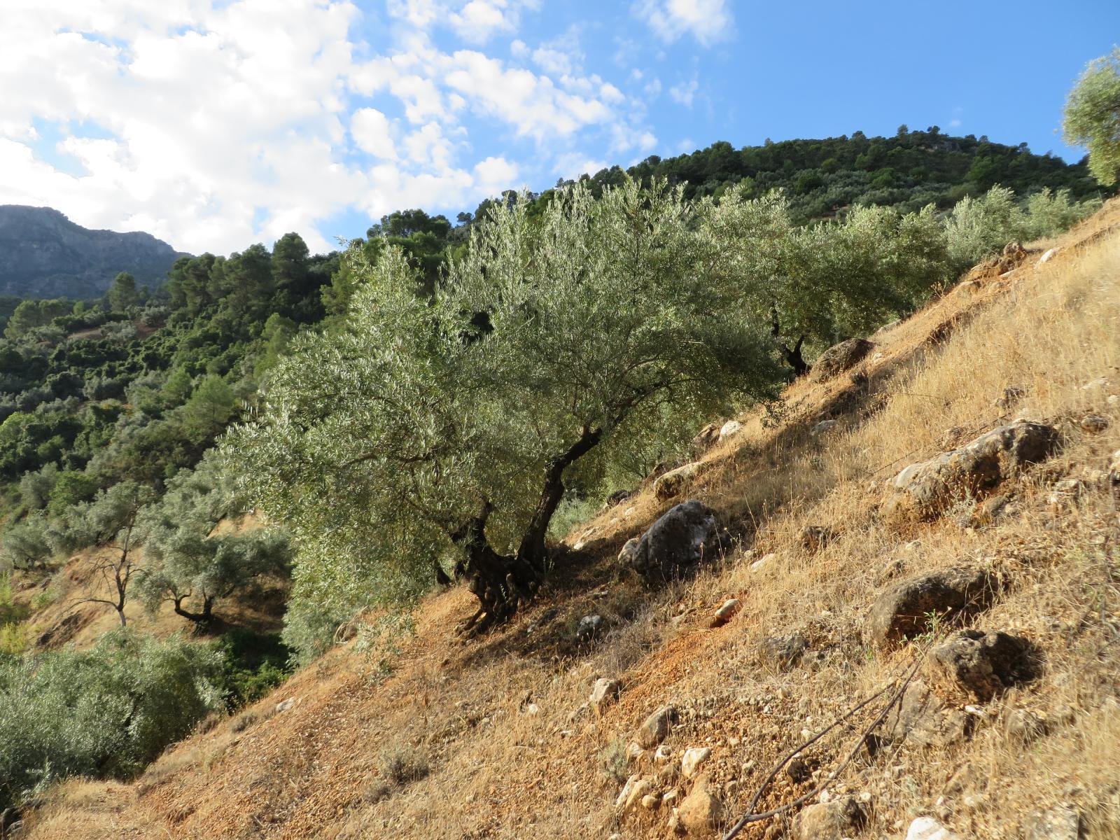 Parcelle en vente à Villacarrillo