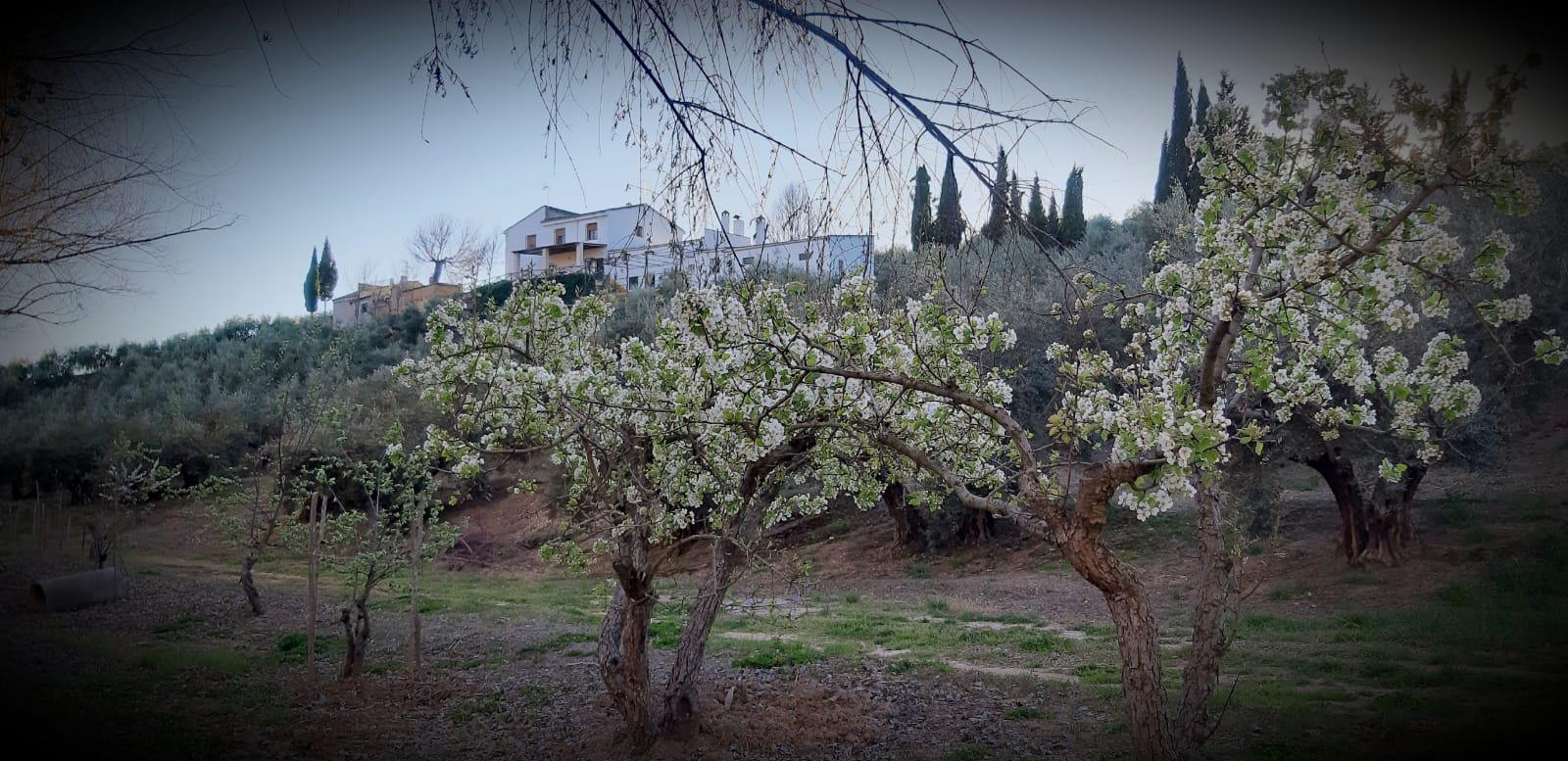 Finca en venta en Villacarrillo