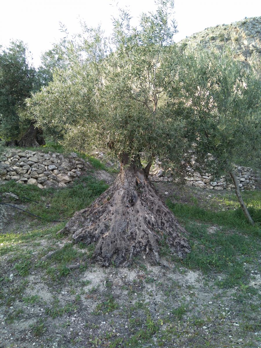 Finca en venta en Quesada