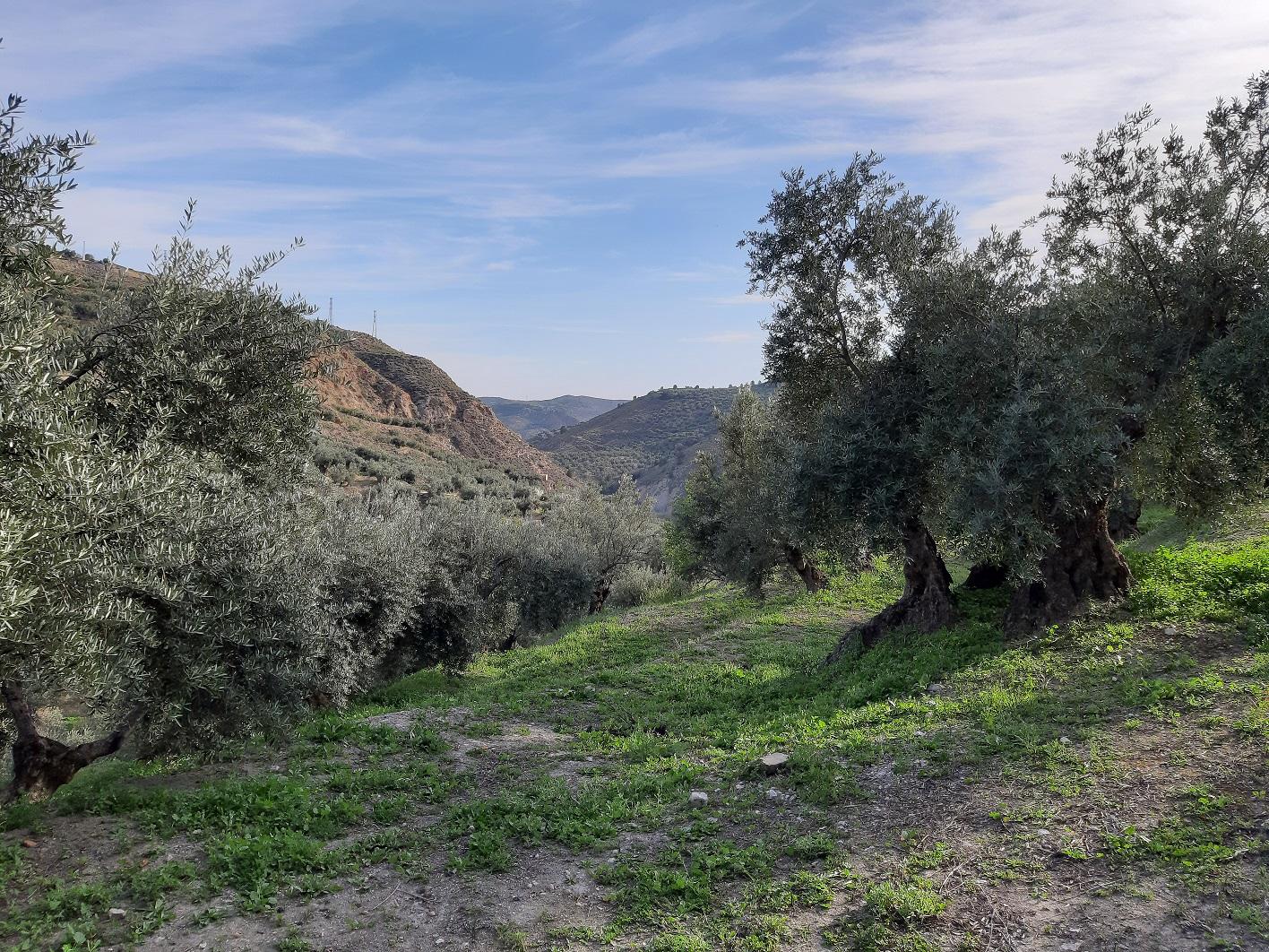 Finca en venta en Quesada