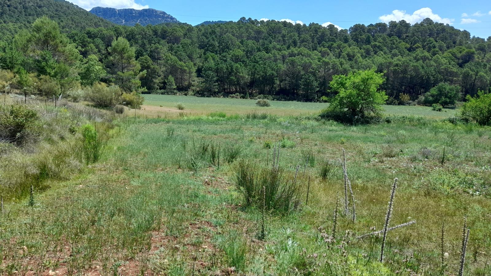 Finca en venta en Siles