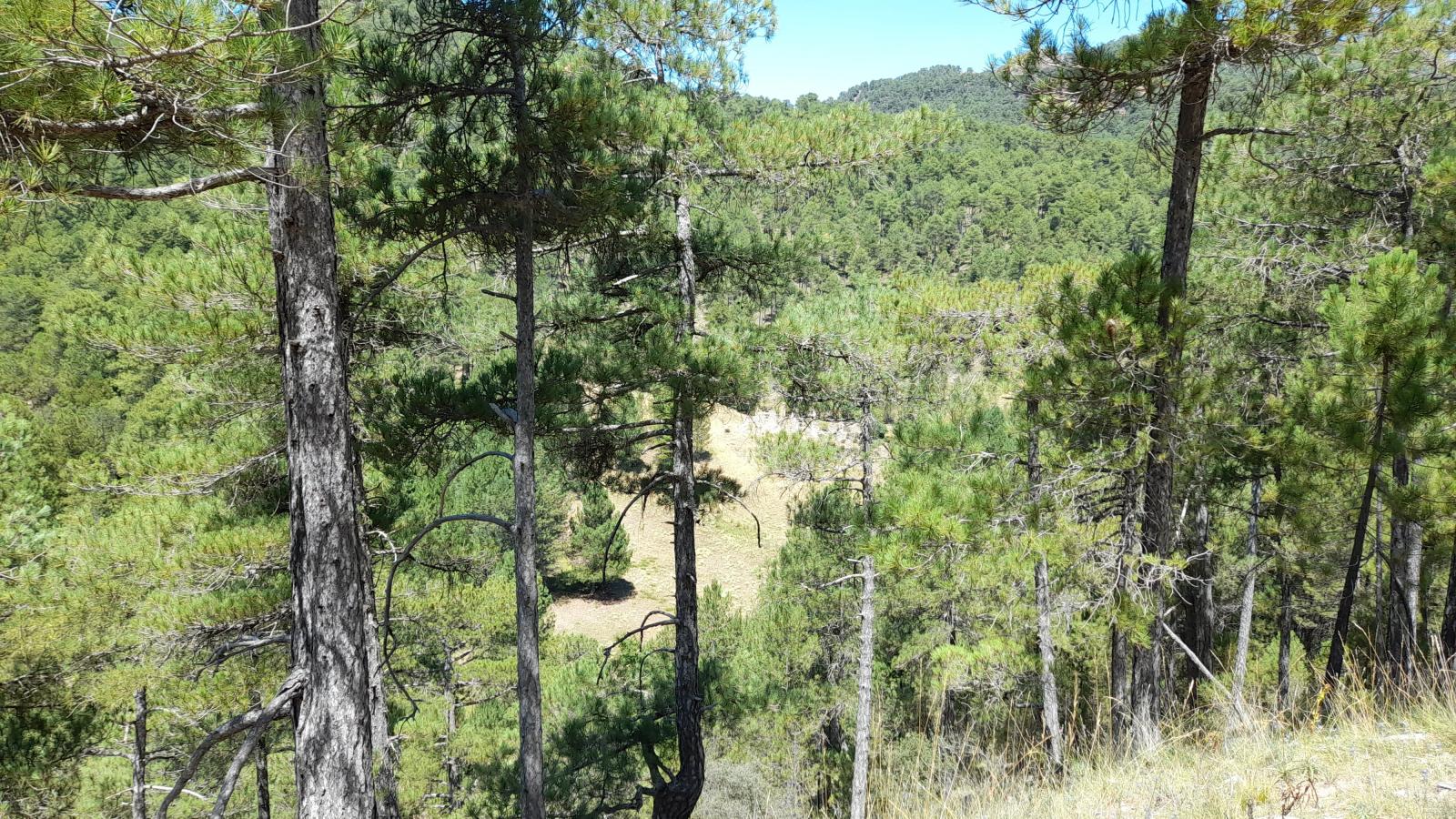 Finca en venta en Siles