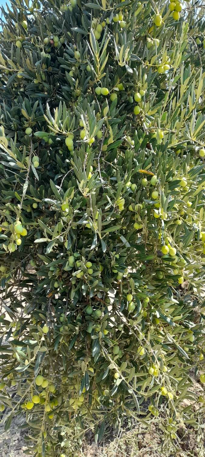 Olive grove farm and house in Cazorla