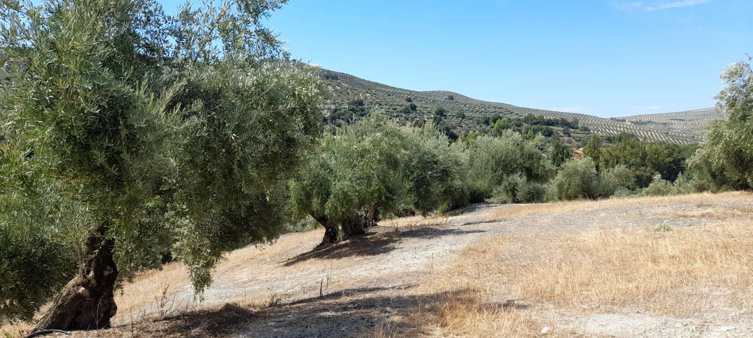 Oliveraie et maison à Cazorla