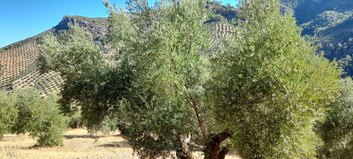 farmhouse with olive trees