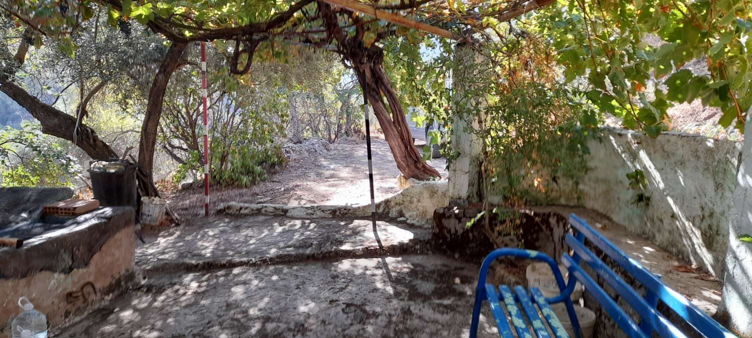 farmhouse with olive trees