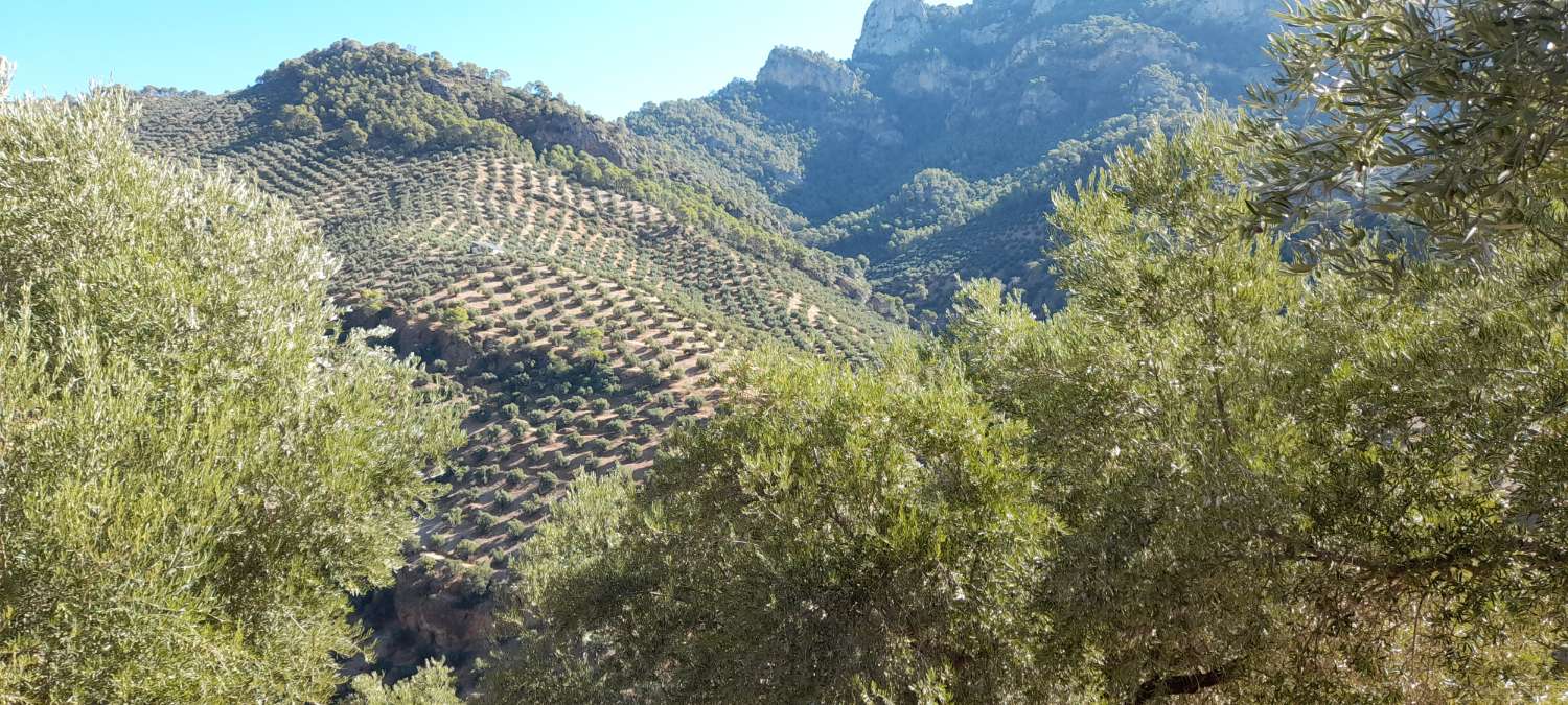 farmhouse with olive trees