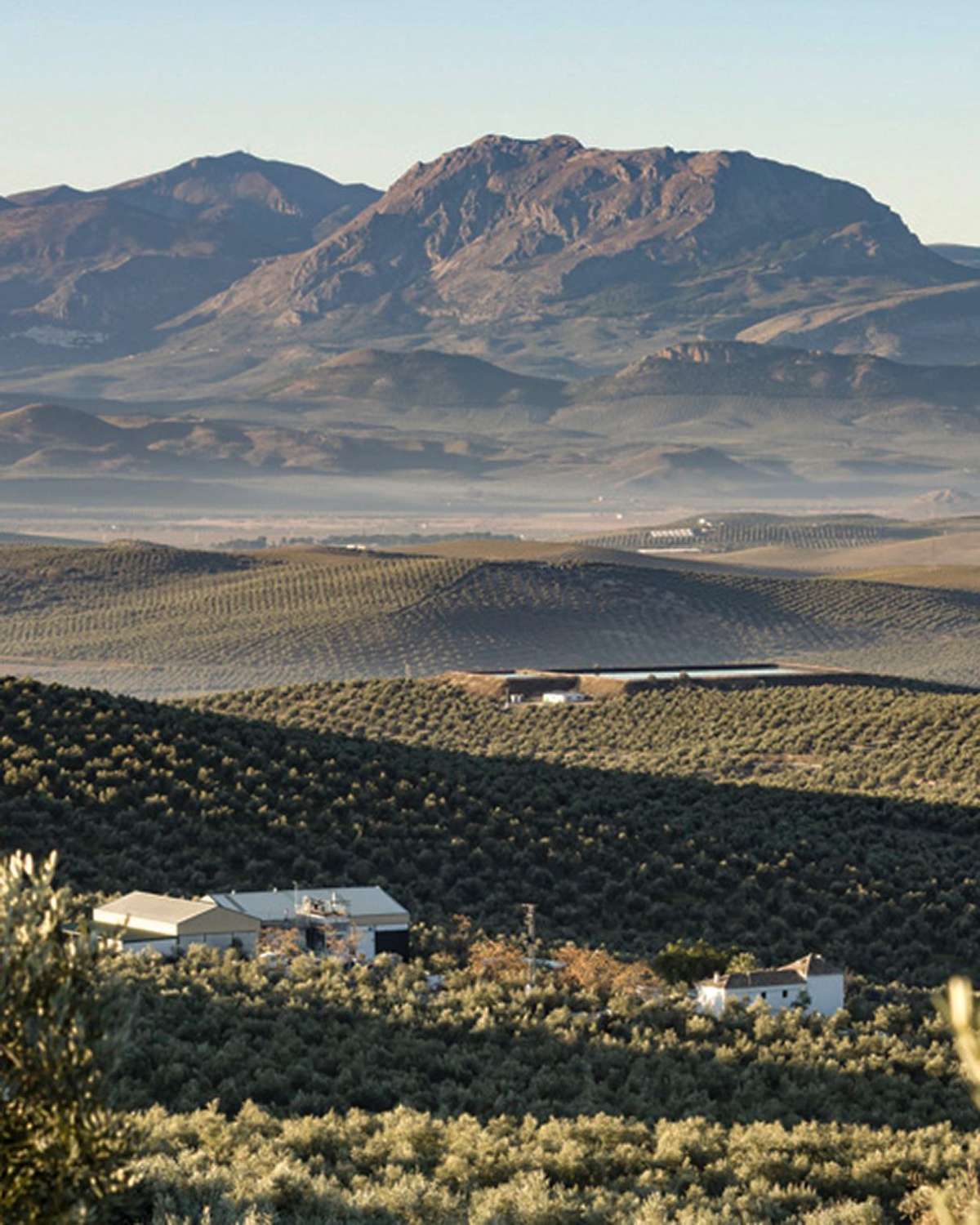 Finca with farmhouse, olive oil mill and organic olive grove