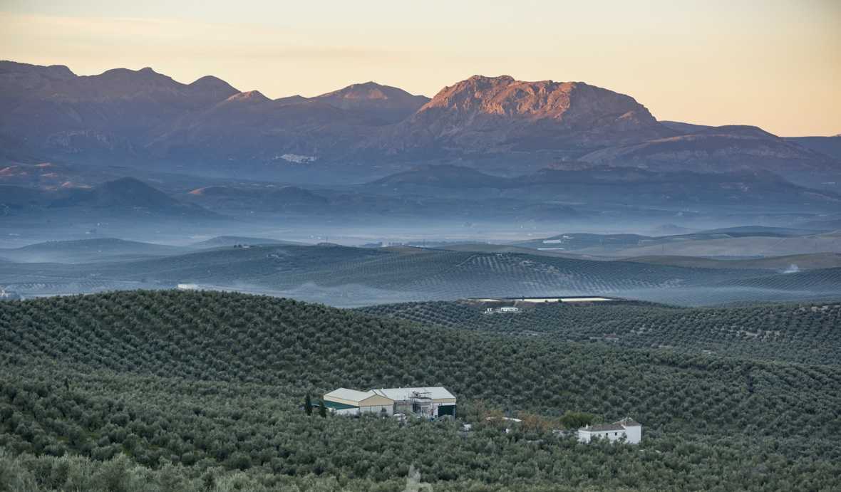 Finca with farmhouse, olive oil mill and organic olive grove