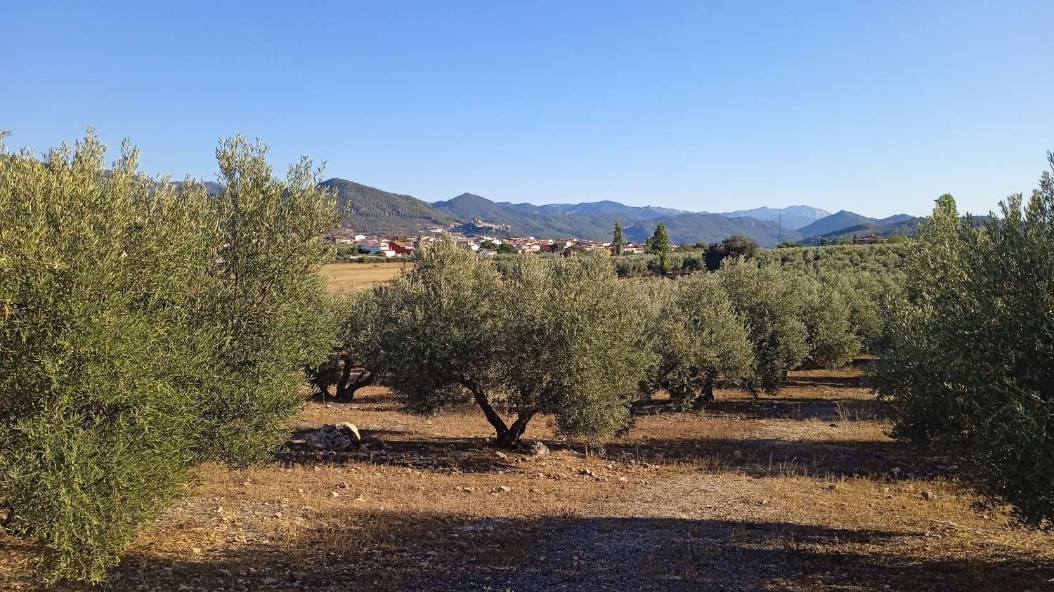 Olivenbaumzucht in Cortijos Nuevos