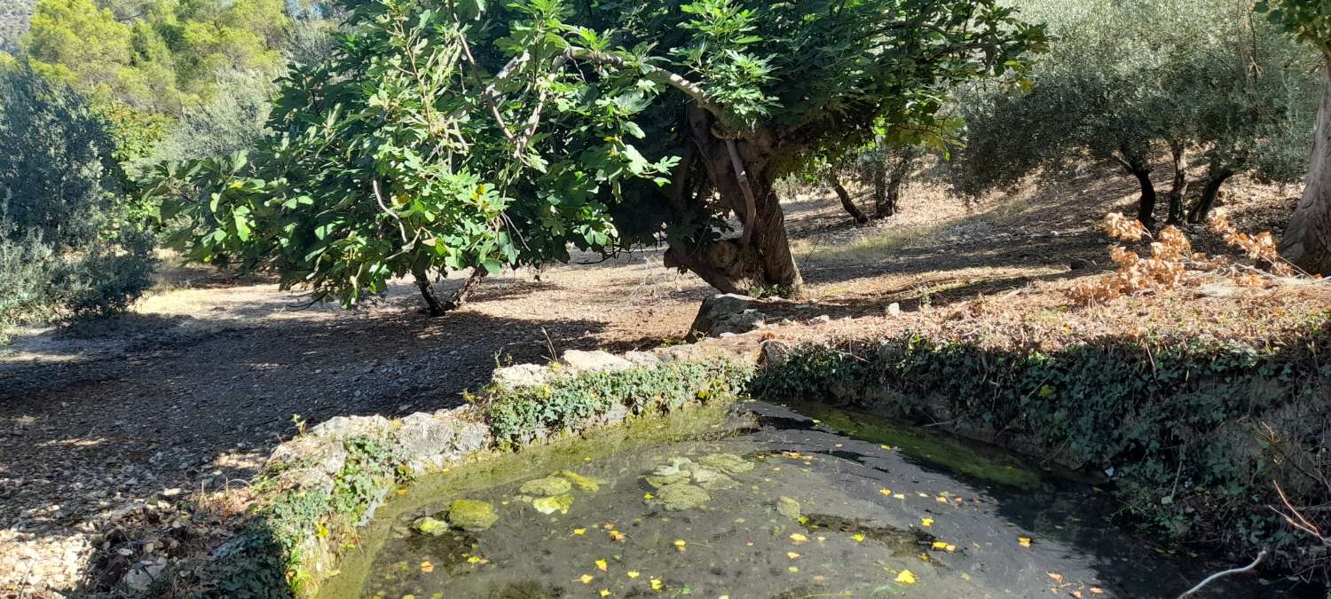 Finca in the mountains with olive trees