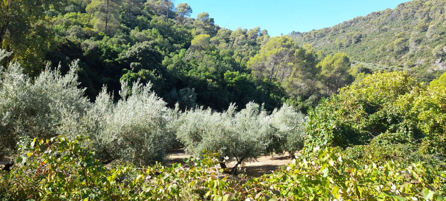 Finca in the mountains with olive trees