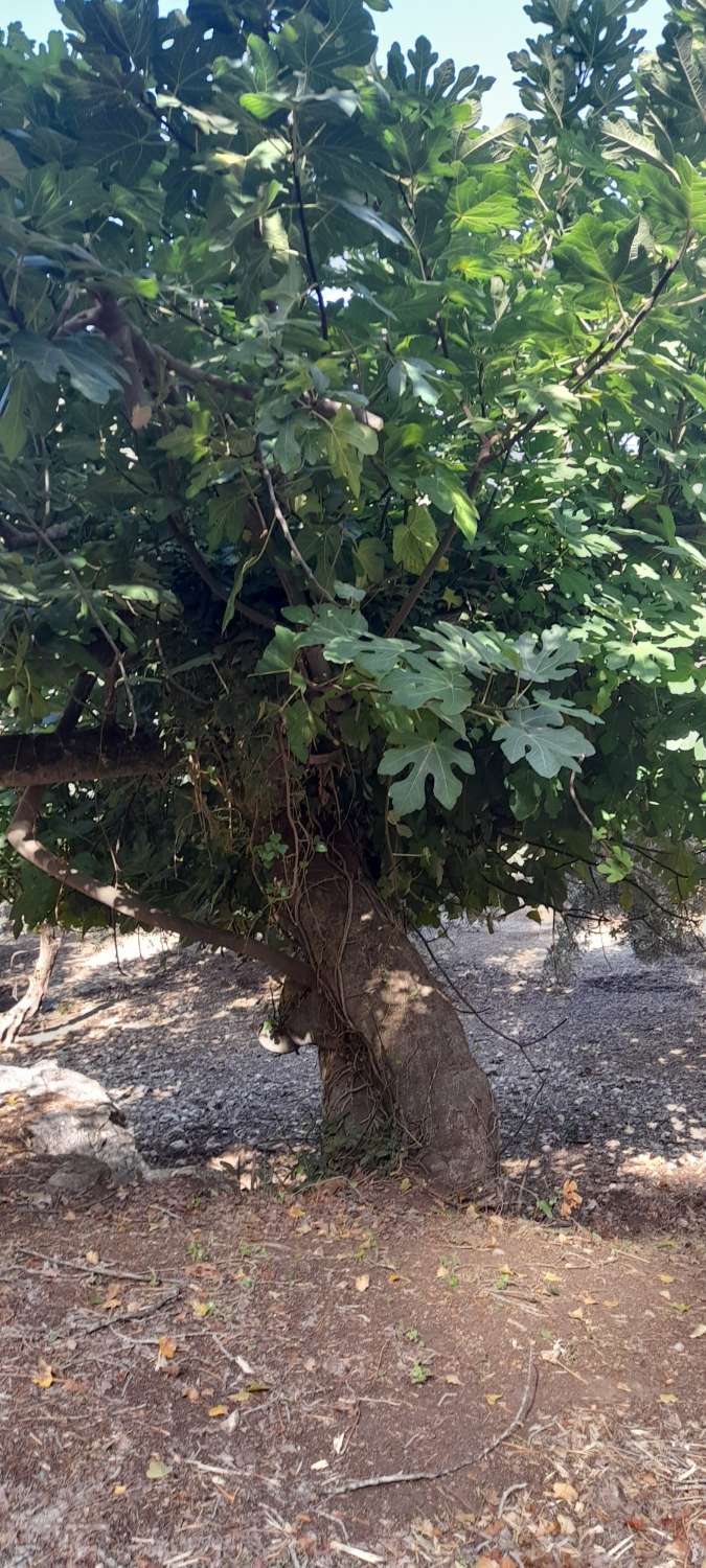 Finca en la sierra con olivos